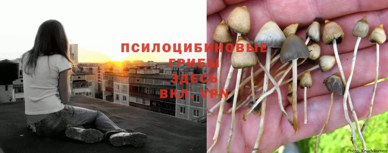 KRAKEN зеркало  Энгельс  Галлюциногенные грибы Psilocybe 